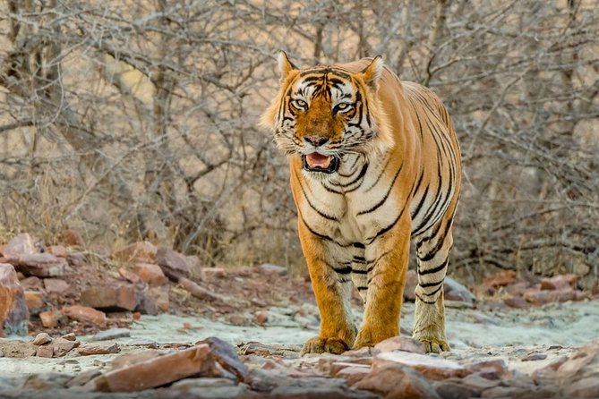 Day Trip to Ranthambore Tiger Safari From Jaipur - Trip Itinerary