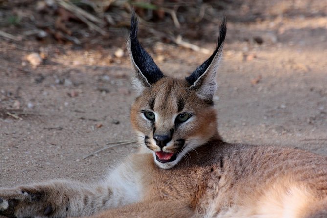 De Wildt Endangered Wildlife Centre - Inclusions