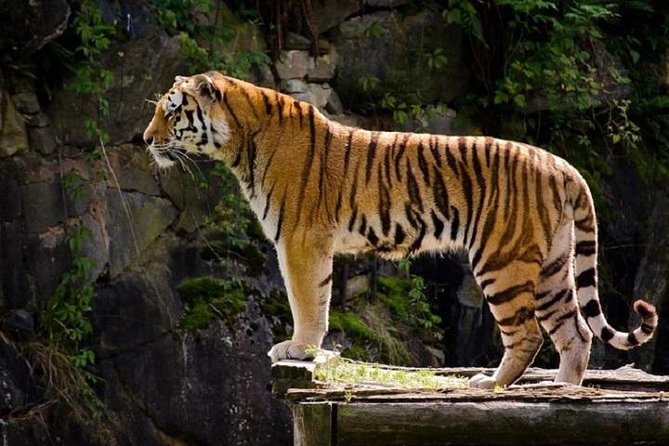 Delhi Agra Jaipur Tour With Ranthambore Wildlife Safari - Itinerary Overview