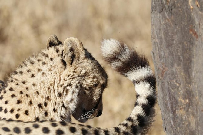 Dinokeng Game Reserve Near Johannesburg South Africa - Wildlife and Safari Experience