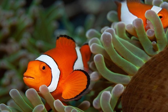 Discover Scuba Diving - Benefits of Discover Scuba Diving