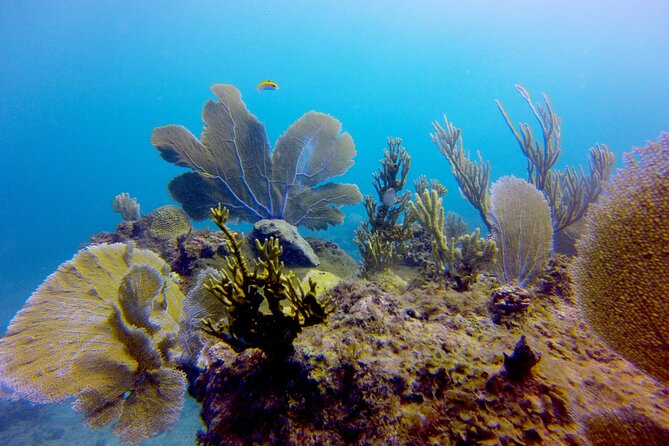 Discover Scuba Diving - DSD - Booking Details