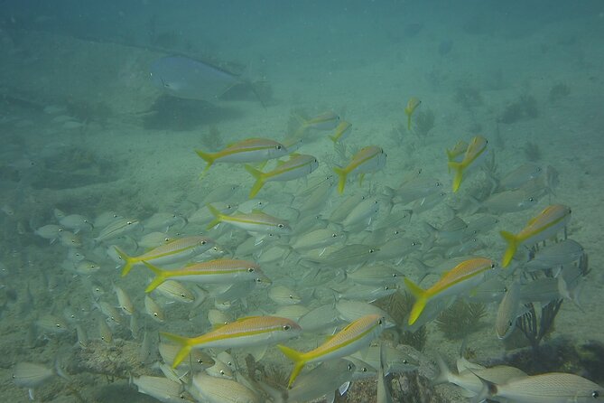 Discover Snorkeling Tour in Panama City - Snorkeling Experience
