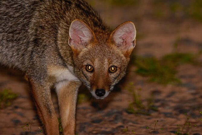 Discovering Wildlife of the Chaco - Chacos Diverse Wildlife Ecosystem