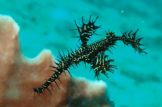 DiveGurus -Scuba Diving in Boracay - DiveGurus Overview