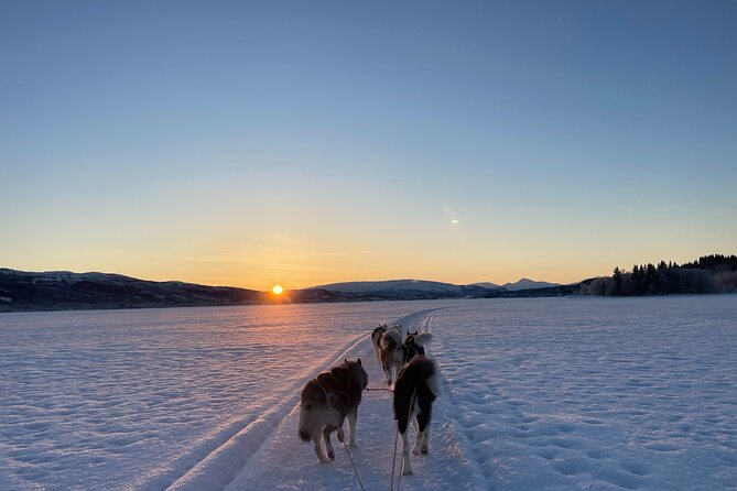 Dog Sledding With Greenland Dogs - What to Expect on a Dog Sledding Adventure