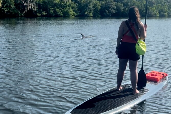 Dolphin and Manatee Adventure Tour of Cocoa Beach - Tour Highlights