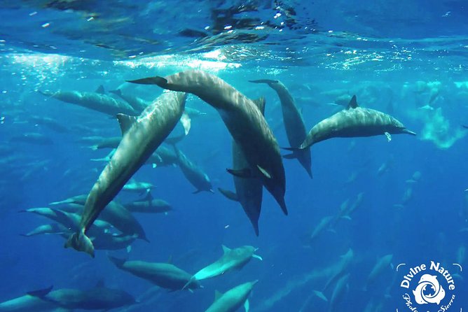 Dolphin and Whale Watching Tour in Drake Bay as Seen on National Geographic - Tour Overview and Experience