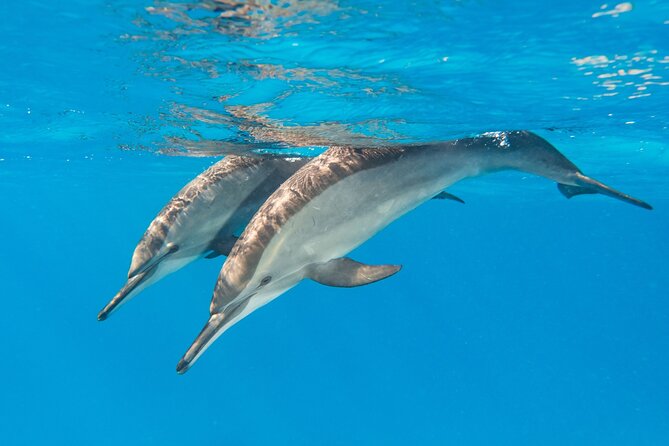 Dolphin House Samadai Reef Boat Snorkeling Trip From Marsa Alam - Trip Overview