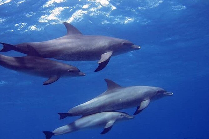 Dolphin Show From Hurghada - Highlights of the Dolphin Show