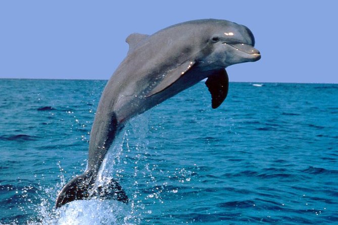 Dolphin Watching: Excursion From Lisbon - Customer Reviews