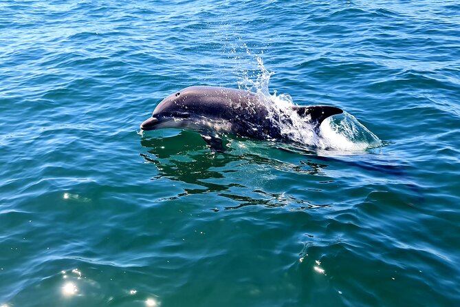 Dolphin Watching in Sesimbra - Best Time for Dolphin Watching