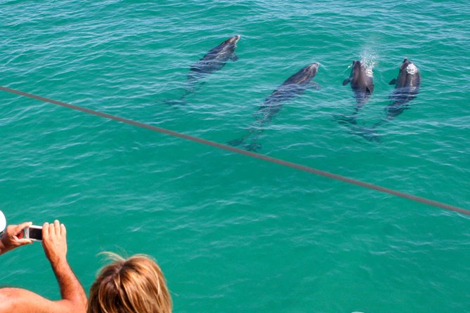 Dolphin Watching in the Wild - Half Day - Date and Traveler Information