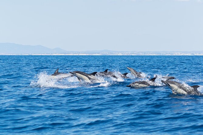 Dolphins & Caves on Rib Boat - Pricing and Booking