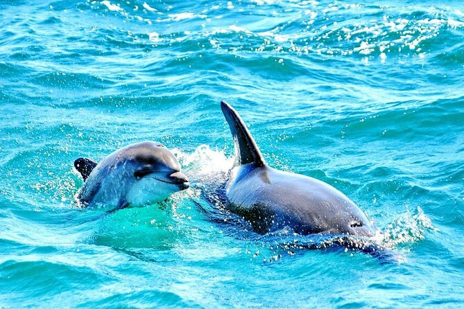 Dreamer Cave and Dolphins Boat Tour From Albufeira - Tour Details