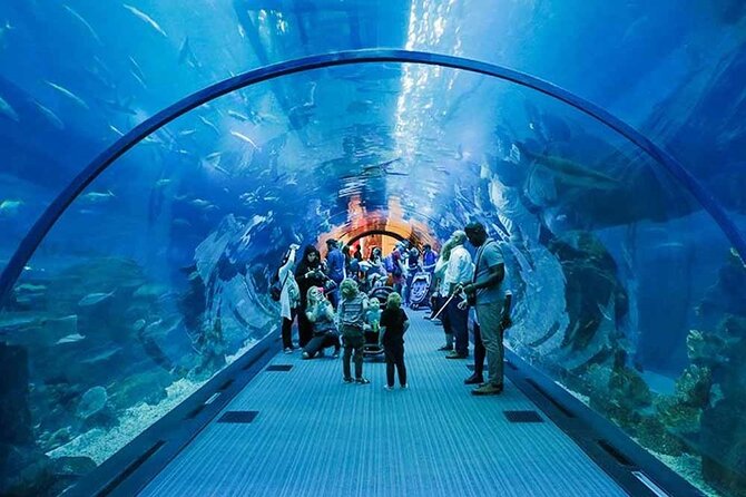 Dubai Aquarium and Underwater Zoo Admission Ticket - What To Expect