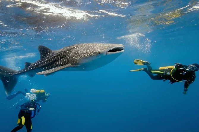 Dumaguete Oslob Whaleshark Tour - Tour Highlights