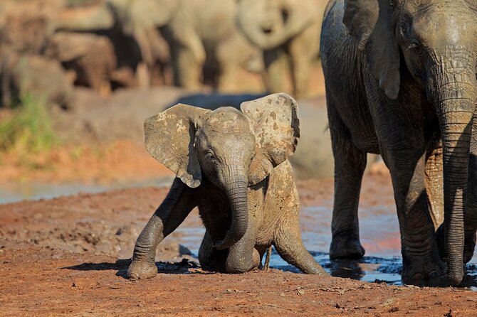 Elephant Safari Adventure: Addo National Park Excursion - Best Time to Visit Addo National Park