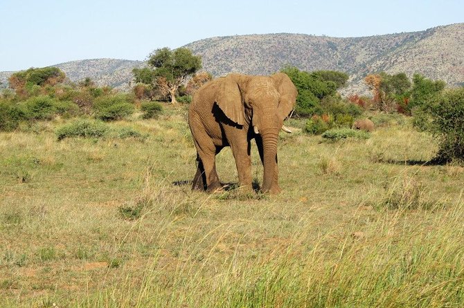 Elephant Sanctuary Tour From Johannesburg or Pretoria - In-depth Commentary on Elephant Biology and Behavior