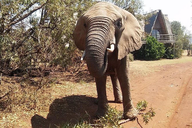 Elephant Walk Guided Half Day Tour From Johannesburg - Tour Overview and Details