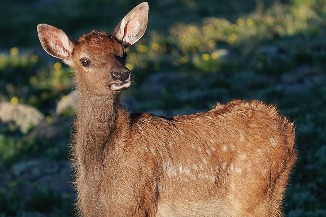 Elk Watching Photo Tour in the Rocky Mountain National Park - Tour Overview