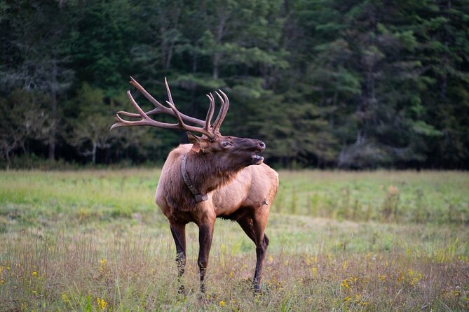 Elk & Waterfall Photo Tour W/ Photography Lessons - Photography Equipment Requirements