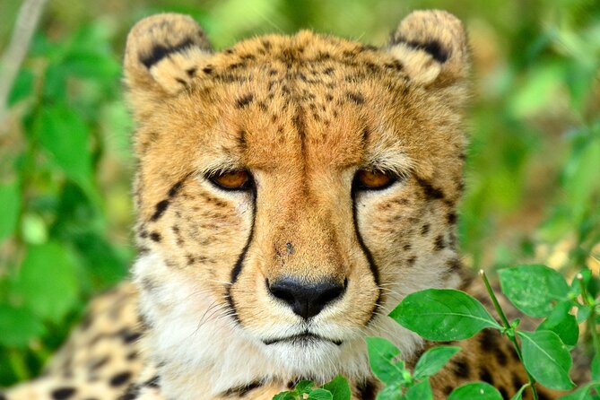 Emdoneni Wild Cat Project Day Tour From Richards Bays - Pickup Details and Travel Distance