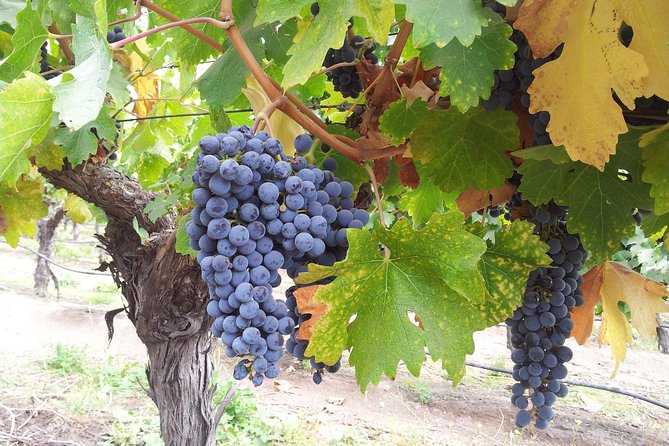 Escape to Wine Country & Valparaiso From Santiago - Pickup Locations and Alternatives