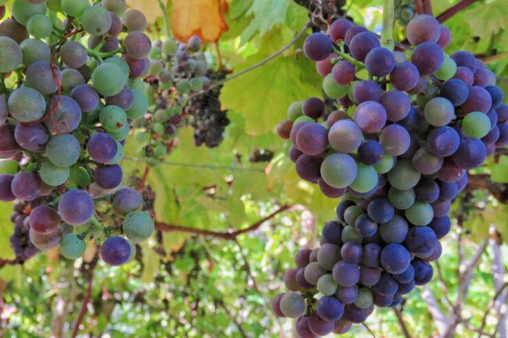 Essence of Madeira, Wine Taste, Cabo Girão Sea Cliff and 4x4 - Wine Tasting Experience at Quinta Barbusano