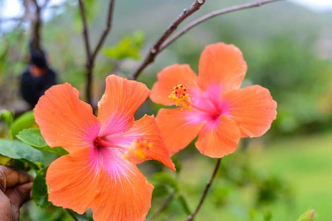 Essence of St Lucia Heritage Experience - Inclusions
