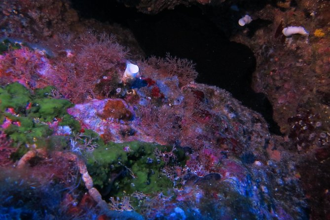 Etna & Diving Jeep Tour - Tour Highlights