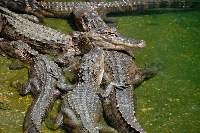 Everglades National Park & Airboat Tour With Roundtrip Transfer - Pricing and Reservation