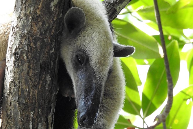 Exciting Sloth Adventure in Manuel Antonio Park - Sloth Encounter Experience