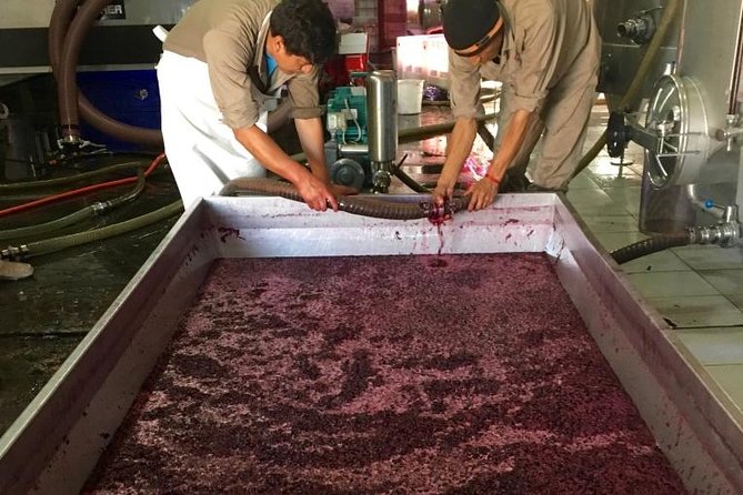 Exclusive Day-Long Private Tour of Cafayate Vineyards - Tour Highlights