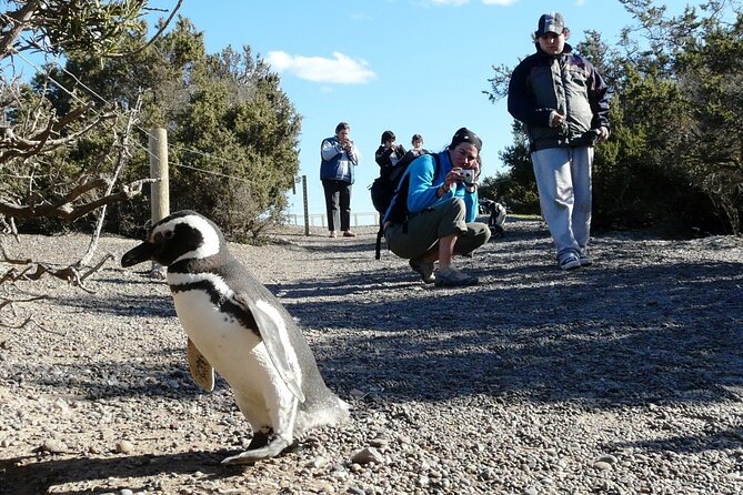 Exclusive Punta Tombo Tour for Cruise Ships - Good To Know