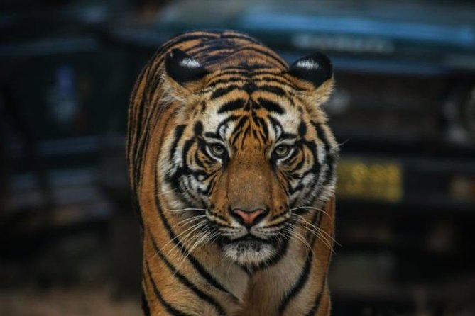 Exclusive Ranthambore Tiger Safari - Accessibility Information
