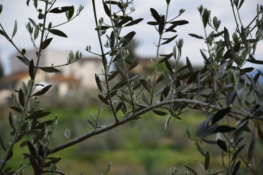 Florence: Iconic Landmarks and Hills E-Bike Tour - Good To Know