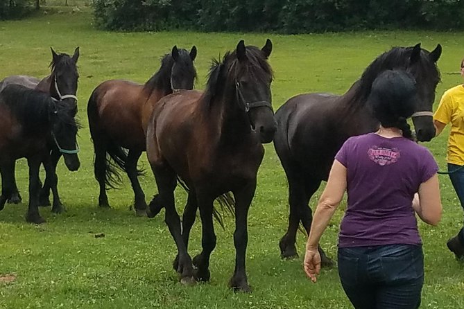 Friesian Herd Tours, Workshops, Classes and Retreats in the Kettle Moraine Area. - Tour the Red Friesian Herd