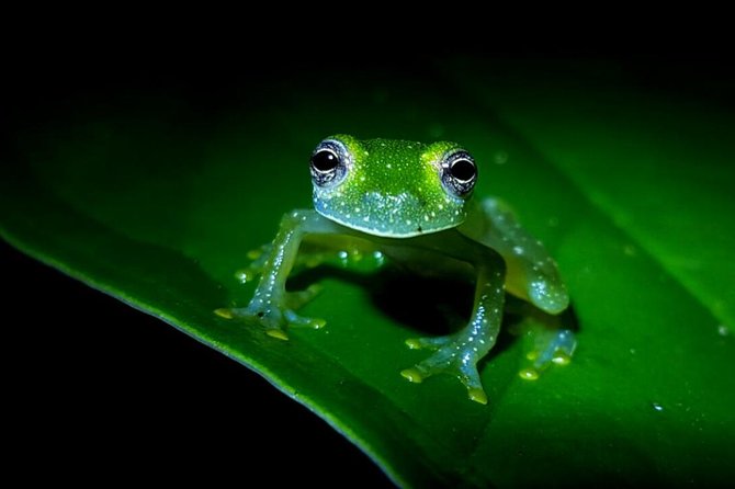 Frog Watching Jungle Night Walk - Tour Highlights