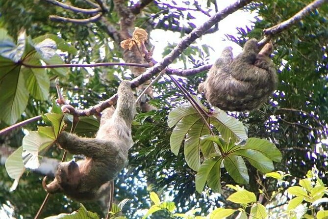 Frogs-Sloths and Coffee- Chocolate Tour - Tour Overview