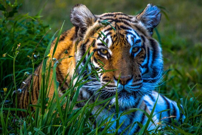From Delhi: 8 Day Tiger Safari and Golden Triangle Tour - Tour Highlights