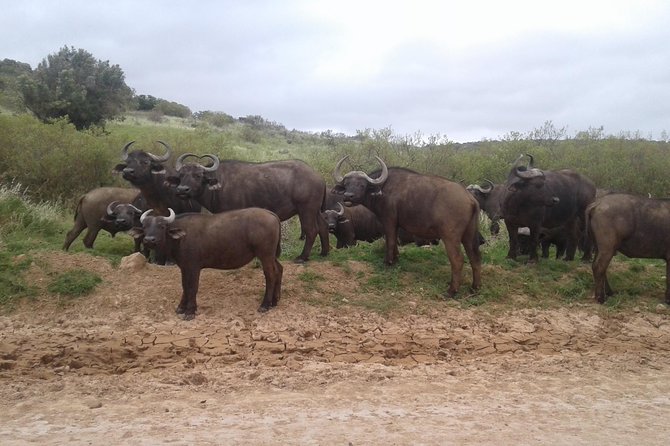 Full Day Addo Elephant National Park Safari Wit BBQ:Thentic Tours - Safari Overview