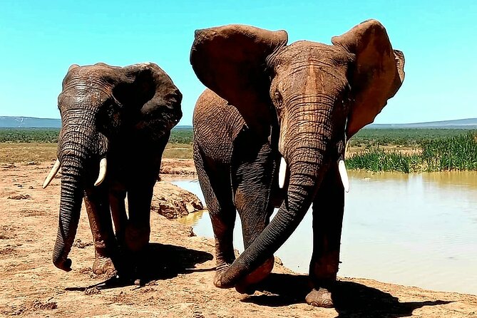 Full Day Addo Elephant National Park Safari - Booking and Pickup