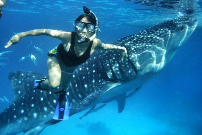 Full-Day Anda Snorkelling Tour  - Tagbilaran City - Tour Pricing and Booking Details