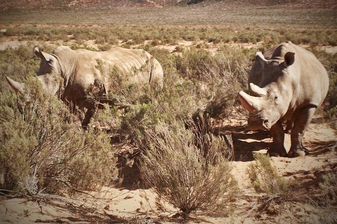 Full Day Aquila Game Reserve Wildlife Safari - Overview of Aquila Game Reserve Safari