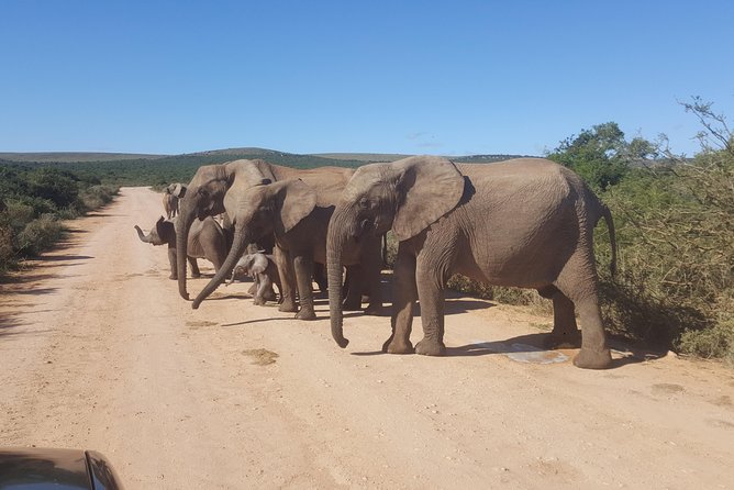 Full Day Big 5 Addo Elephant Park and Schotia Combo Package - Package Details