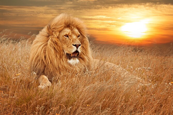 Full Day Big 5 Aquila Safari Private Transfers Including Park Fee From Cape Town - Overview of the Safari Experience