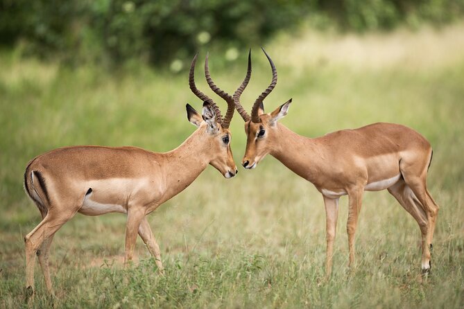 Full Day Big 5 Game Safari in Kruger National Park From Hazyview - Safari Details