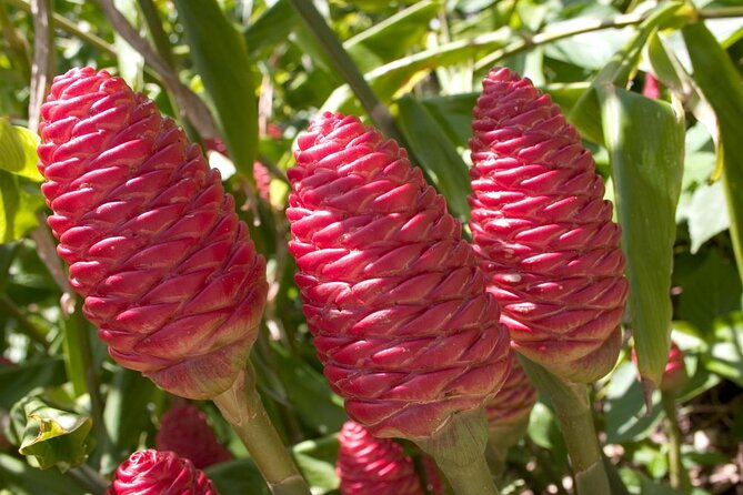 Full-Day Bridgetown, Bathsheba and Botanical Tour (Feb ) - Tour Highlights