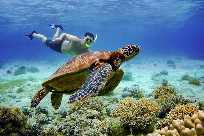 Full Day Canyoning and Whaleshark Adventure From Cebu City or Mactan Area - Itinerary Highlights